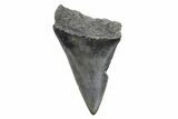 Fossil Broad-Toothed Mako Tooth - South Carolina #214529-1